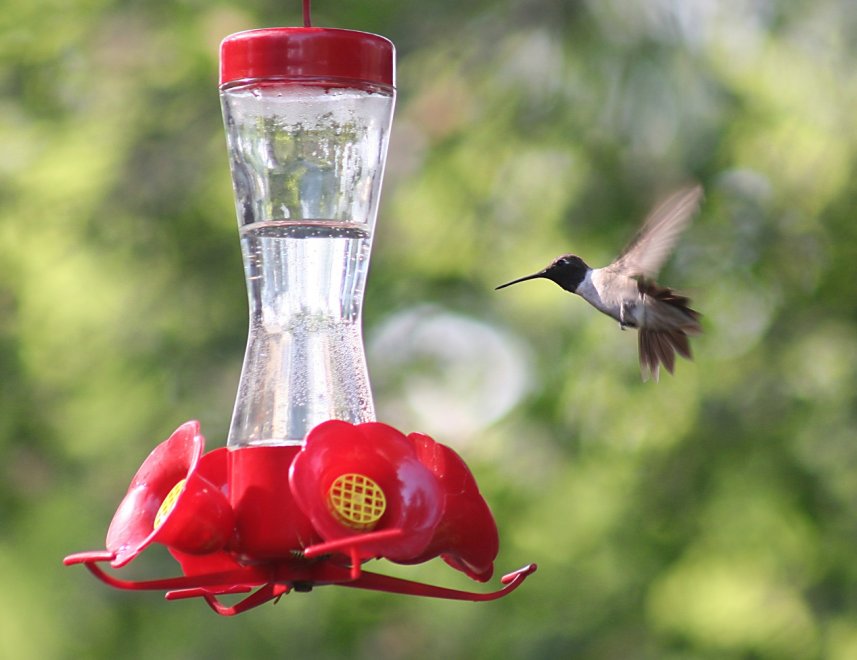 How to Take Care of a Hummingbird Feeder